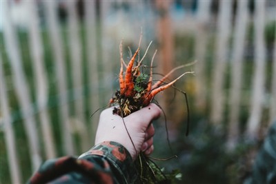 잡초 제거 기술 마스터하기: 정원에서 잡초 제거 도구 사용 가이드